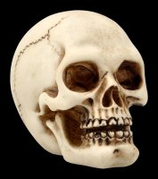 Human Skull with Lower Jaw - small
