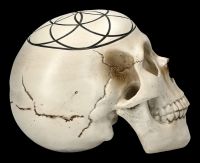Skull - Sacred Geometry - Seed of Life