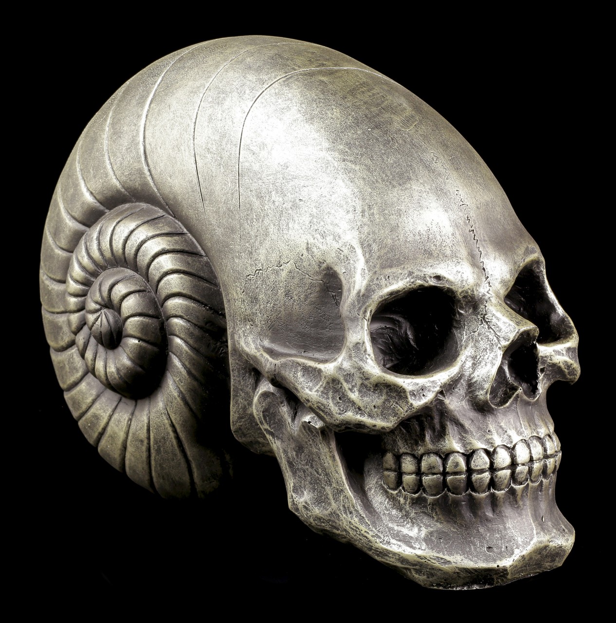 Alien Skull - Ammonites